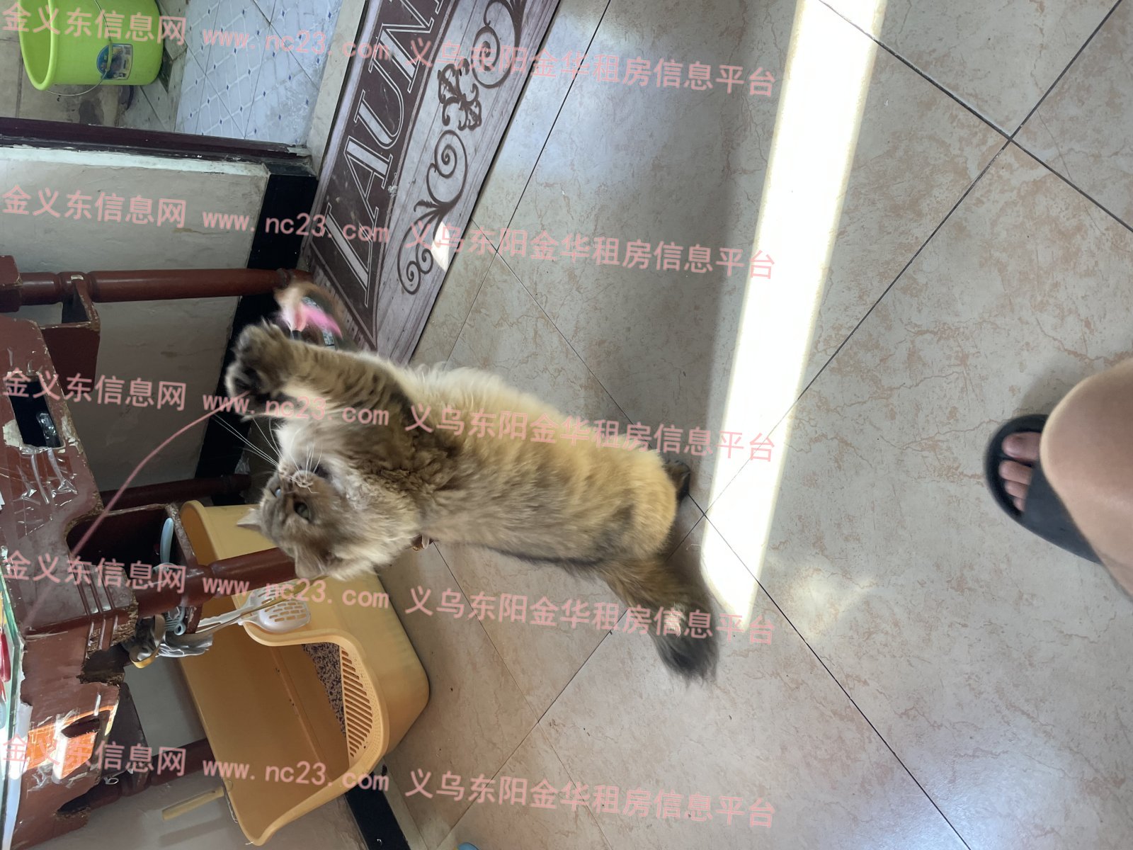 小猫找领养300块